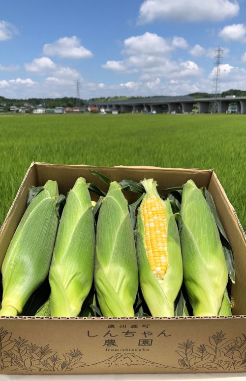 森のとうもろこし